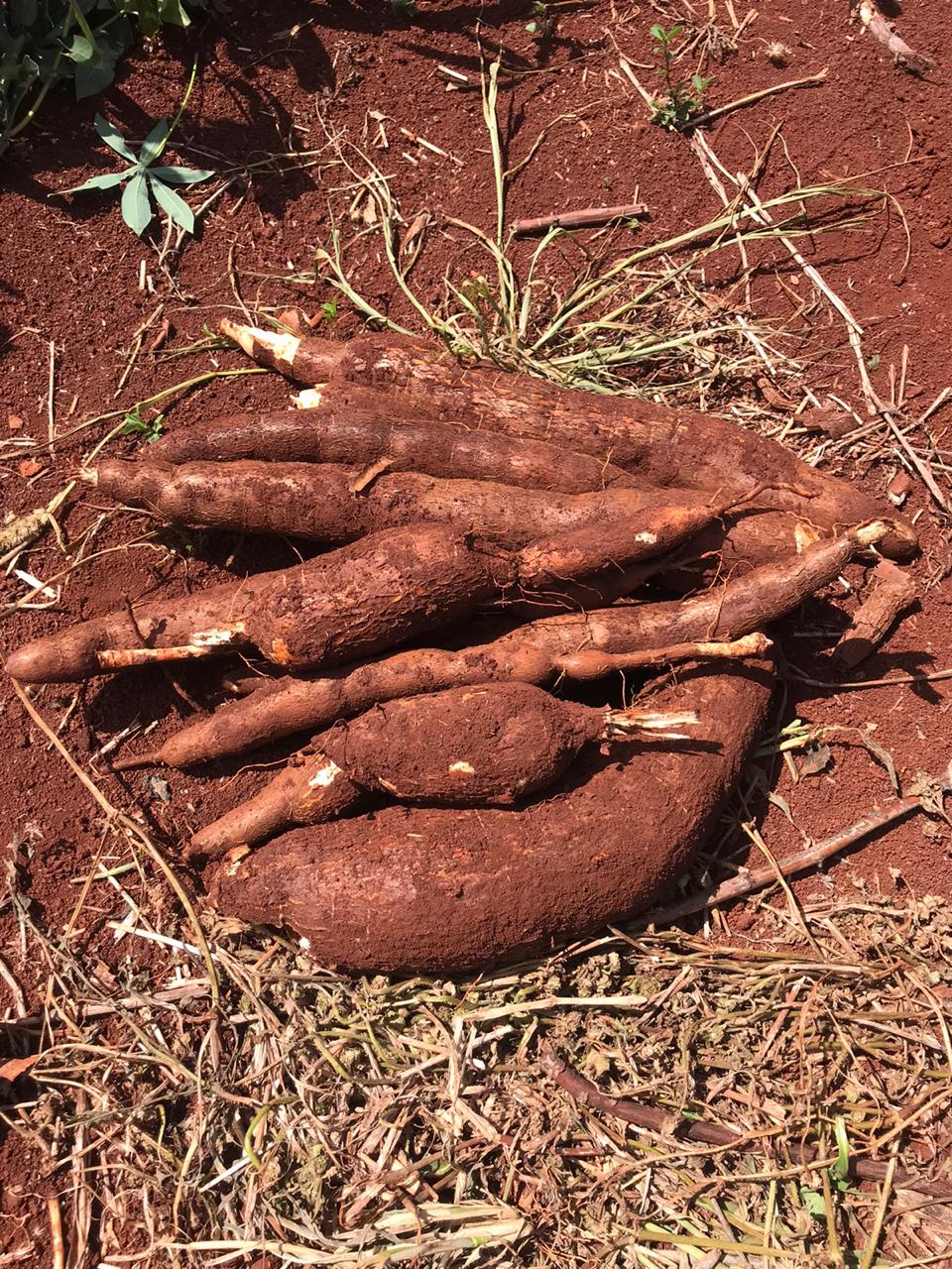 Altamente Produtiva Nova Variedade De Mandioca é Lançada No Paraná 8565