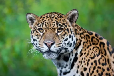 Jaguar - Panthera onca