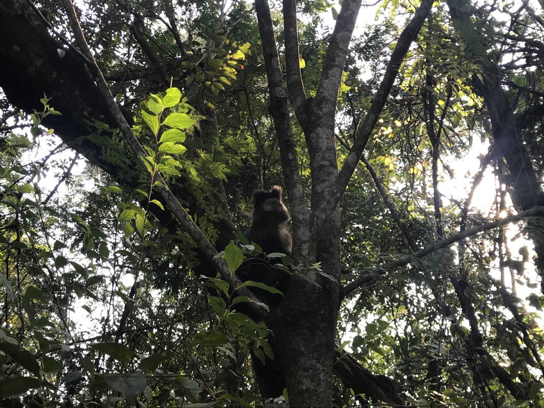 Parque Arthur Thomas realiza enquete para escolher nome da 'Capivara