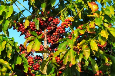 A cafeicultura gera cerca de dois mil empregos diretos e cinco mil indiretos em Carlópolis