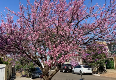 Imagem ilustrativa da imagem Apucarana aprecia florada das cerejeiras