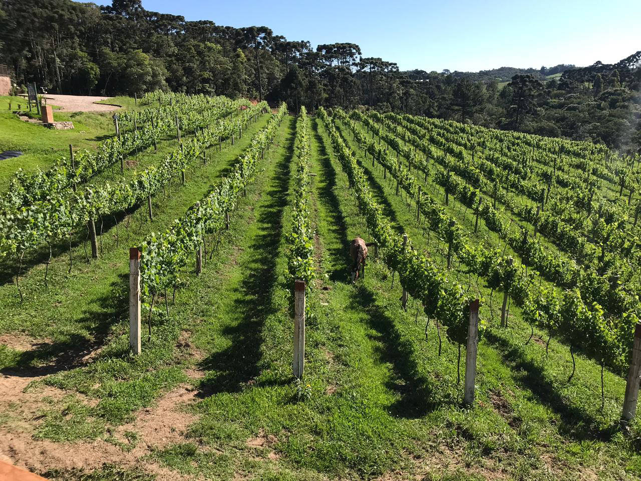 Na Região Metropolitana de Curitiba, vinícolas como a Araucária já produzem uvas e vinhos finos atentas ao potencial do enoturismo