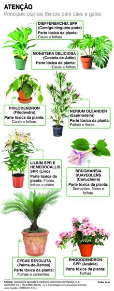 Saiba Quais Plantas Sao Perigosas Para Os Pets