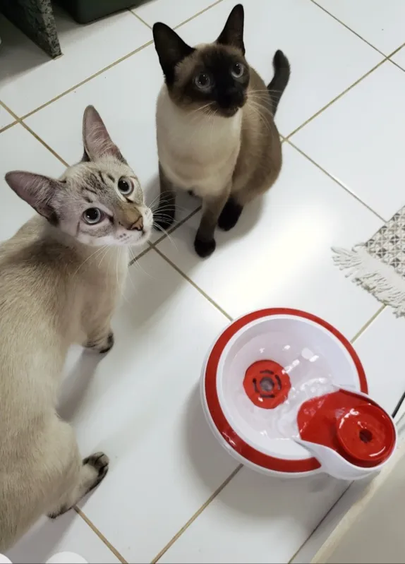 FELINOS TECNOLÓGICOS – APP'S PARA VOCÊ E SEU GATO