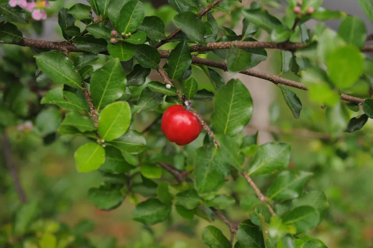 UEMASUL distribui mudas de espécies arbóreas e frutíferas em