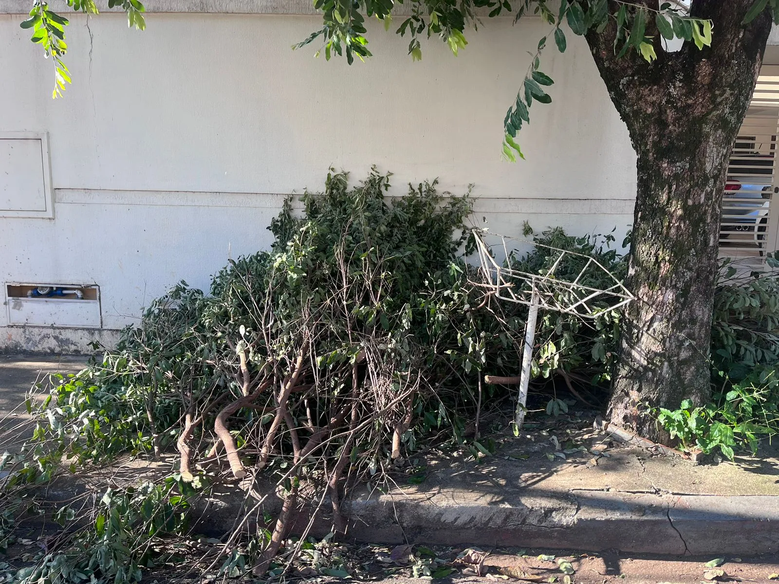 Imagem ilustrativa da imagem Moradores do Jardim Petrópolis denunciam cobrança indevida de poda de árvores