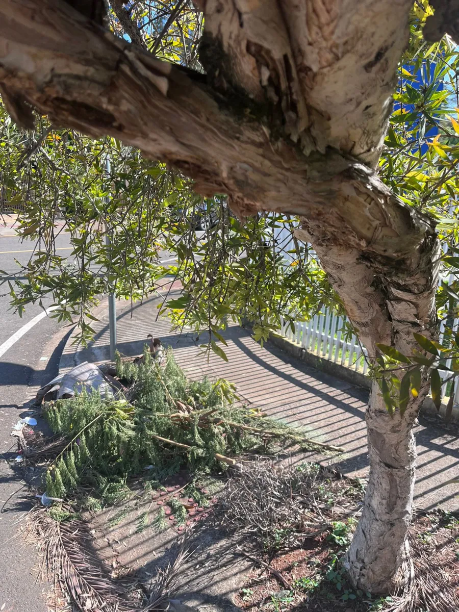 Imagem ilustrativa da imagem Moradores do Jardim Petrópolis denunciam cobrança indevida de poda de árvores