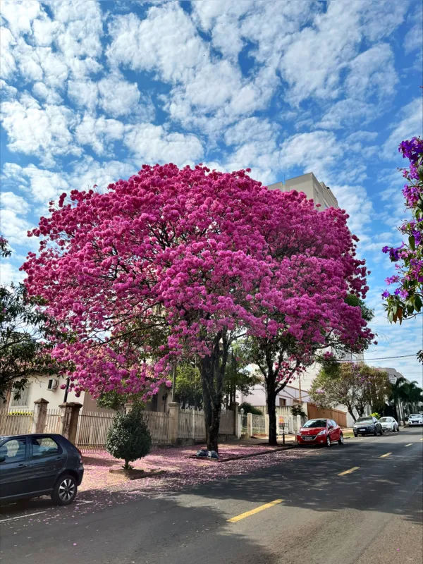 Imagem ilustrativa da imagem #CIDADE FALA: