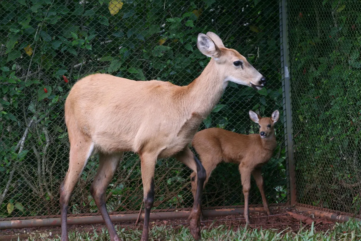 Cervo-do-pantanal e filhote